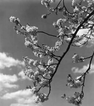 Blüten : Blühende Zweige gegen Himmel
