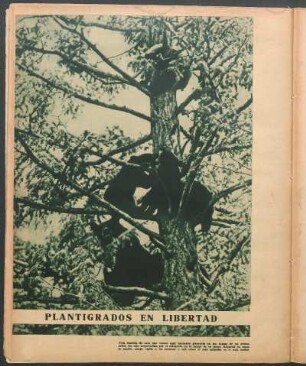 Plantígrados en libertad [Fotografía]