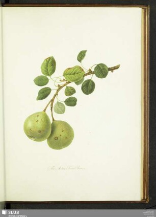 The Aston Town Pear