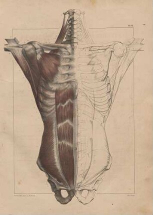 Muskeln der zweiten Schicht im Torso (von vorn)