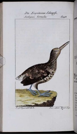 Die Esquimaux Schnepfe. Scolopax boralis.