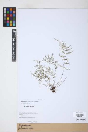 Asplenium serra Langsd. & Fisch.