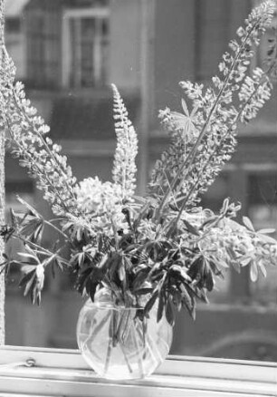 Atelier: Lupinen am Fenster