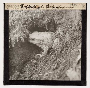 Erdkröte (Bufo bufo-Komplex) im Schlupfwinkel