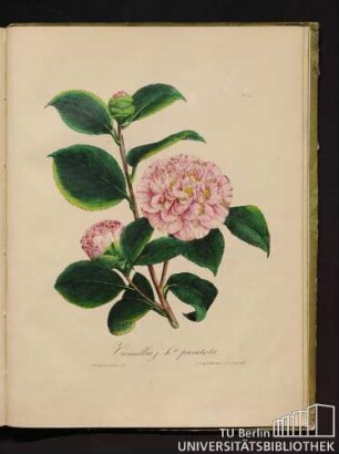 No. 44. Camellia j. h. da punctata