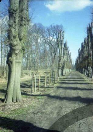 Jersbeker Park: Lindenallee: Neuaustrieb nach Baumschnitt, Nachpflanzungen