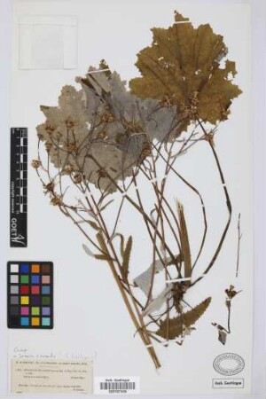 Doronicum cruentum (L'Hér.) Sch.Bip.