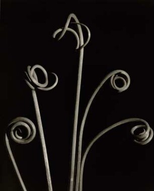 Wilder Knoblauch, junge Triebe im Frühling (Allium vineale)