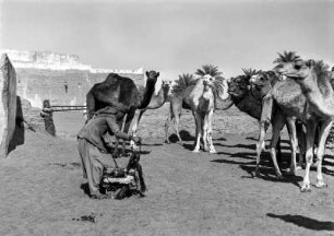 Reitkamele : Mann mit Sattel vor einer Herde Reitkamle im Fort Ghadames.