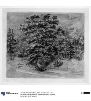 Waldstudie