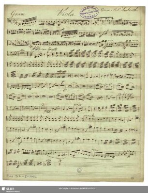 Viola