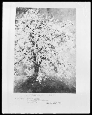 Blühender Apfelbaum