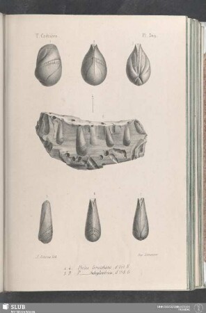 Pl. 349