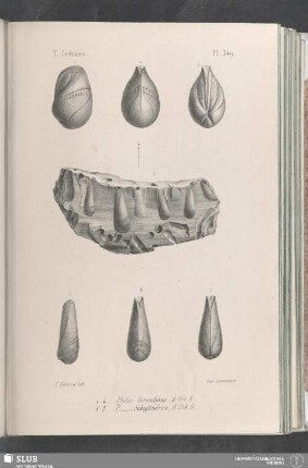 Pl. 349