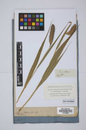 Panicum italicum