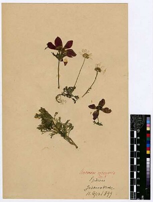Ranunculaceae Anemone coronaria Post, George E., George E. Post, M.D. D.D.S., LL.D. Late Professor of Natuarl Sciences of the American Universtity of Beirut [Ephesus]
