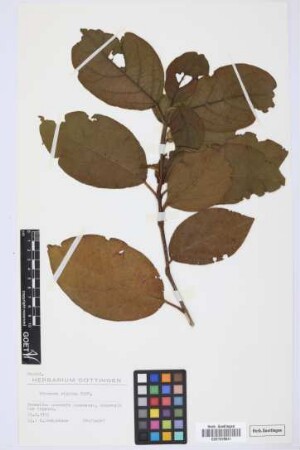 Viburnum rigidum Vent.