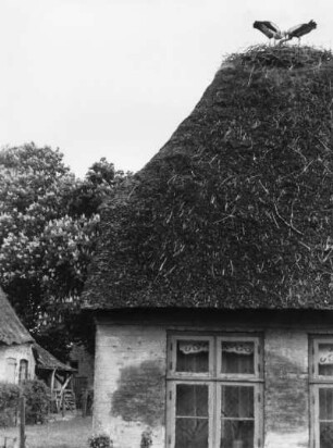 Störche auf einem Reetdachhaus, Stapelholm, Schlei- und Eidermündung