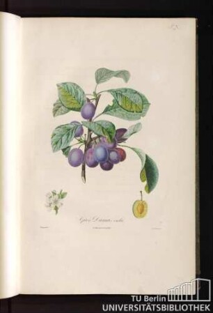 P. X. Gros Damas violet.
