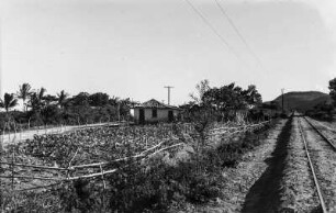 Tabakpflanzung : Blick auf eine Tabakpflanzung neben einer Eisenbahntrasse.