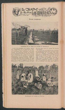Frutas tempranas : campo y la chacra