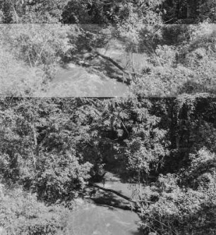 Wildbachschlucht : Bäume am Ufer einer Wildbachschlucht