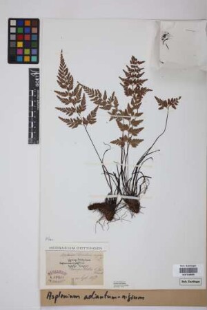 Asplenium adiantum-nigrum L.