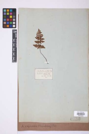 Adiantopsis capensis (Thunb.) Fée