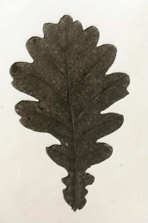 Sommereiche (Stieleiche, Quercus robur L.). Blatt