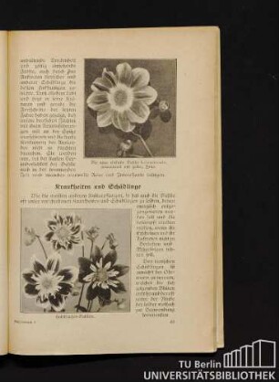 Krankheiten und Schädlinge
