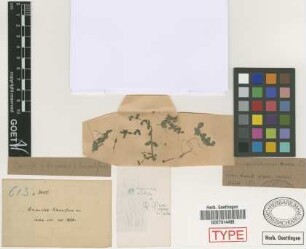 Herpestis humifusa Griseb.[isotype]
