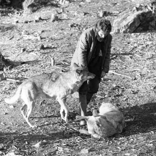 Nationalpark Bayrischer Wald. Biologe Erik Zimen mit Wölfen
