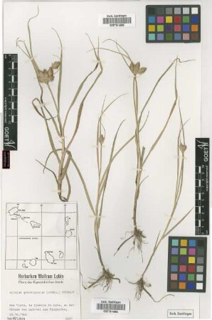 Scirpus grandispicus (Steud.) Berhaut