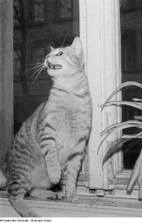 Eine fauchende Katze mit gehobener Pfote am Fenster