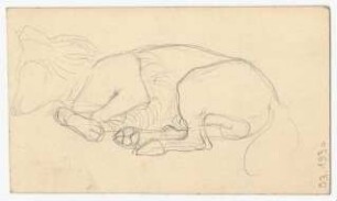 Tierskizze : Schlafender Hund