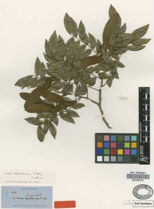 Machaerium tovarense Pittier [isotype]