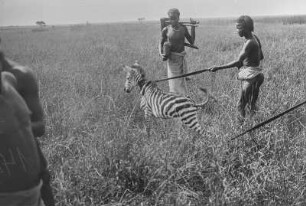 Gefangenes Zebra : Junges Zebra, das von einem Mann festgehalten wird
