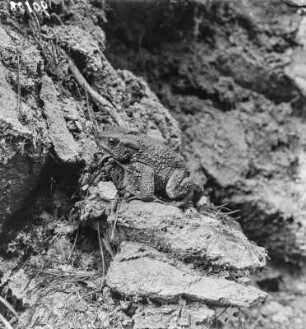 Erdkröte : Erdkröte (Bufo bufo Linnaeus).