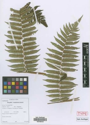 Alsophila mostellaria Lehnert[paratype]