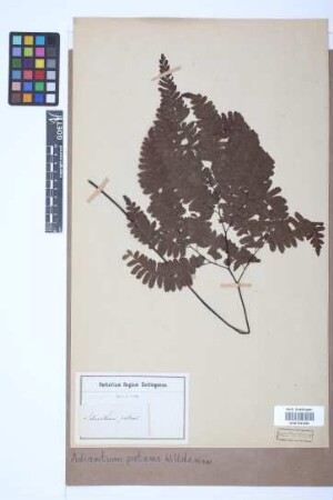 Adiantum patens Willd.