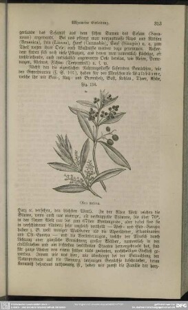 Fig. 116. Olea sativa