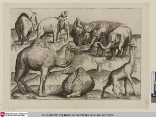Tabula III animalium ex vetustissimis picturis Romae tractorum