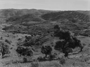 Savanne : Savanne im Hochland Eritreas