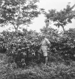 Männerportrait : Portrait eines Mannes zwischen Kaffeesträuchern