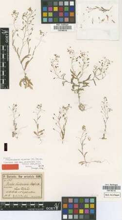Draba sintenisii Stapf ex O.E.Schulz [type]
