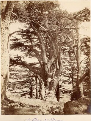 Zedern, Libanon