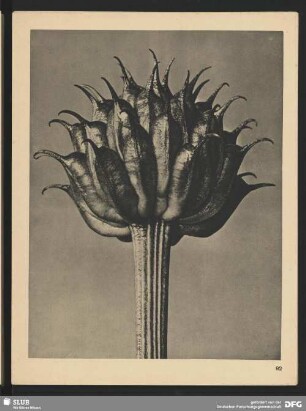Trollius Ledebourü - Trollblume, Dotterblume, Goldknöpfchen - Fruchtköpfchen (10mal vergrößert)