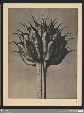 Trollius Ledebourü - Trollblume, Dotterblume, Goldknöpfchen - Fruchtköpfchen (10mal vergrößert)