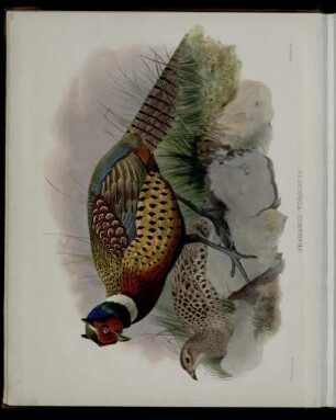 [Plate V.] Phasianus torquatus