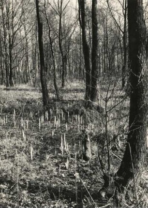 Erlenbruch mit sprossender Teichschwertlilie, auch Wasserschwertlilie ( Iris pseudacorus) Ortelsdorfer Hechtteich (b. Frankenberg)
